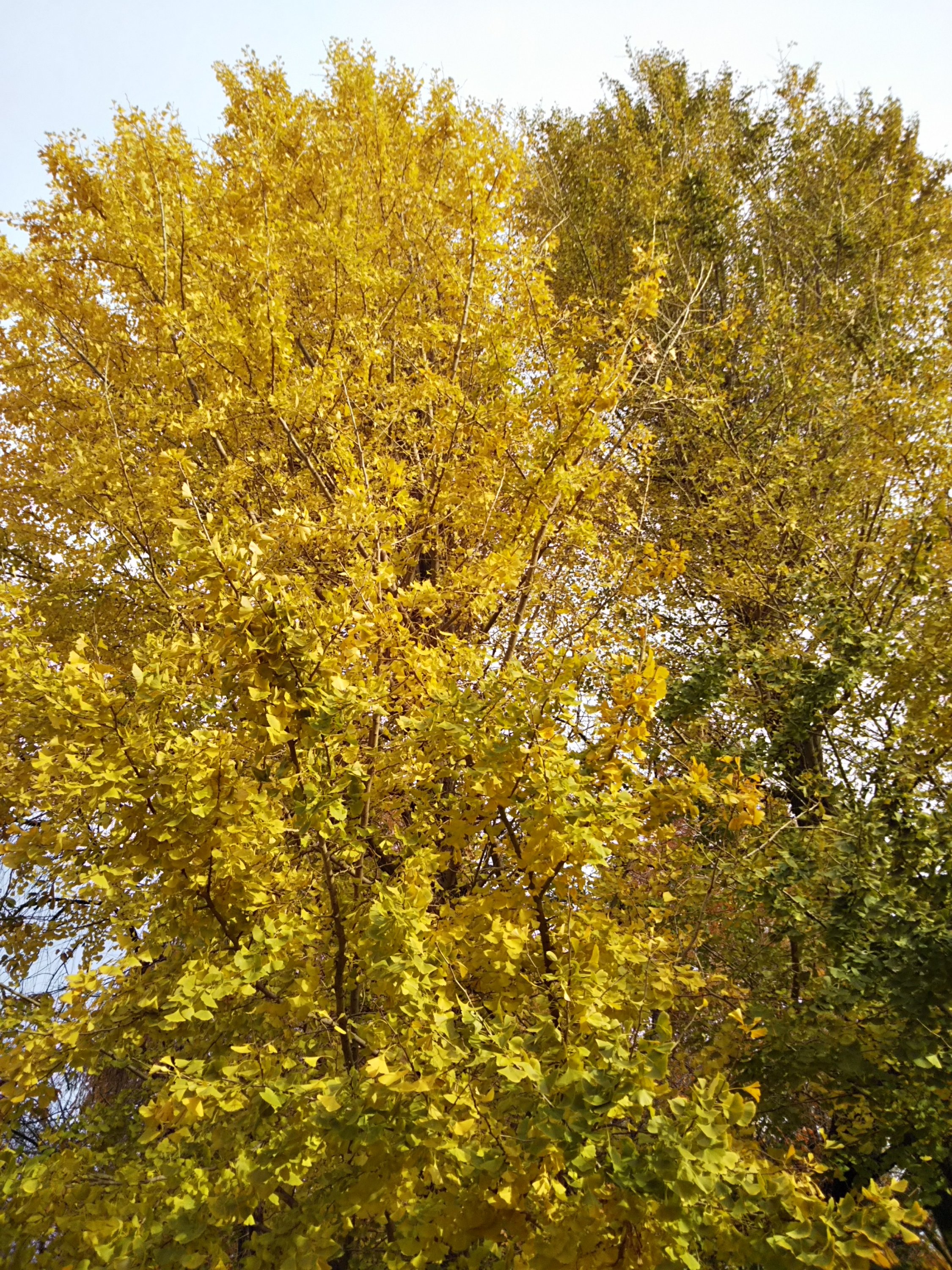 子安公園のイチョウが黄金色に色づいてます