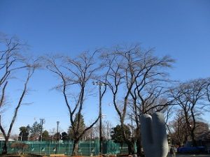 今朝の富士森公園の桜