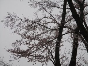 富士森公園の桜