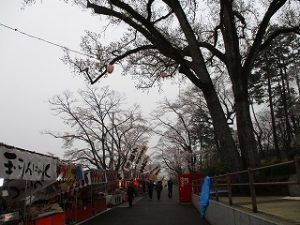 富士森公園の桜