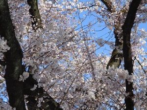 今朝の富士森公園の桜
