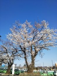 青空と桜が映えますね～