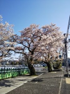 富士森公園の桜