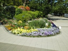 富士森公園の花壇