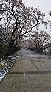 2020年3月29日　朝の富士森公園の桜です
