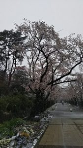 2020年3月29日　朝の富士森公園の桜です