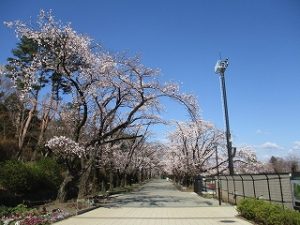 2020年3月24日　朝の富士森公園の桜です