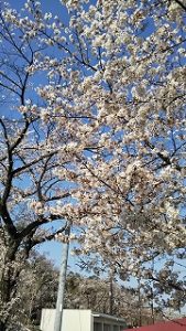 2020年4月3日　朝の富士森公園の桜です