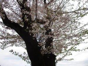 2020年4月5日　朝の富士森公園の桜です