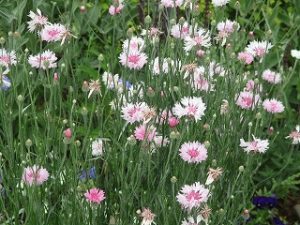 2020年6月8日　富士森公園の花壇です