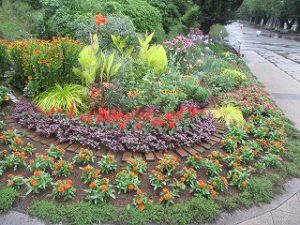 2020年7月25日　朝の富士森公園の花壇です