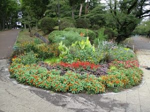 2020年9月13日　朝の富士森公園の花壇です