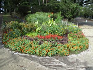 2020年9月14日　朝の富士森公園の花壇です