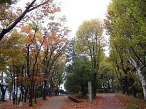 2020年11月3日　朝の富士森公園の紅葉です