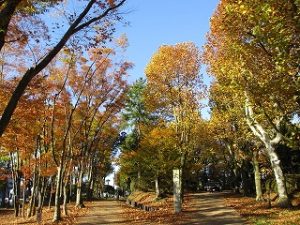 2020年11月14日　朝の富士森公園の紅葉です
