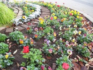 2020年11月14日　朝の富士森公園の花壇です