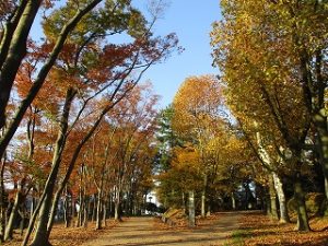 2020年11月15日　朝の富士森公園の紅葉です