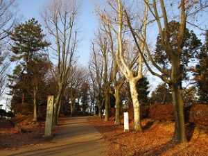 2021年1月16日　朝の富士森公園の風景です