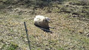 牧場では羊がのんびり