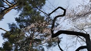 2021年3月19日　富士森公園の桜です