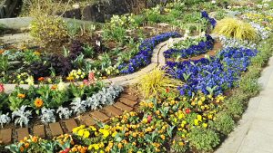2021年3月19日　富士森公園の花壇です
