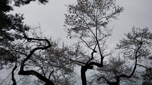 2021年3月20日　富士森公園の桜です