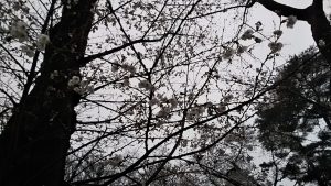 2021年3月21日　富士森公園の桜です