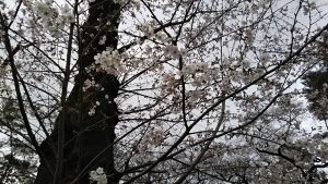 2021年3月22日　富士森公園の桜です