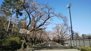 2021年3月23日　富士森公園の桜です