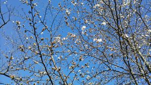 2021年3月23日　富士森公園の桜です