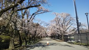 2021年3月26日　富士森公園の桜です