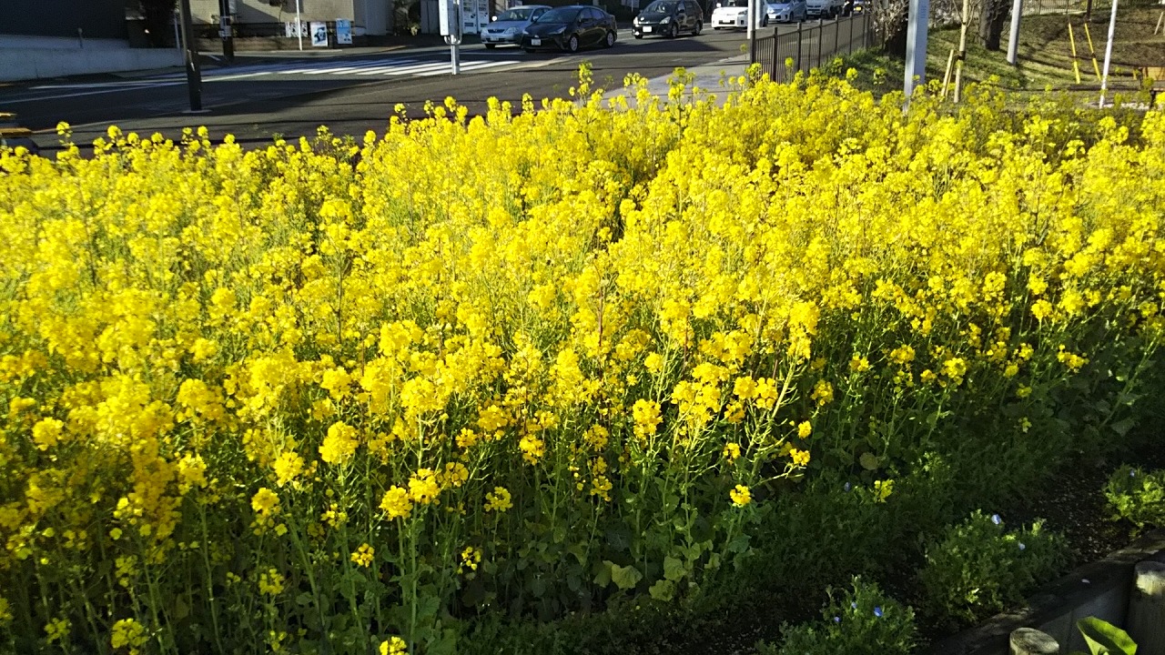 21年3月26日 富士森公園の菜の花花壇です 株式会社room S Bar