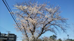 2021年3月26日　富士森公園の桜です