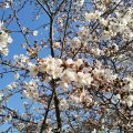 2021年3月27日　富士森公園の桜です