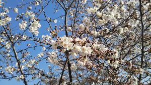 2021年3月27日　富士森公園の桜です