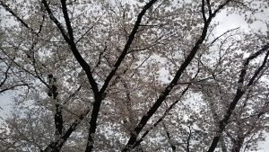 2021年3月28日　富士森公園の桜です