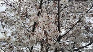 2021年3月28日　富士森公園の桜です