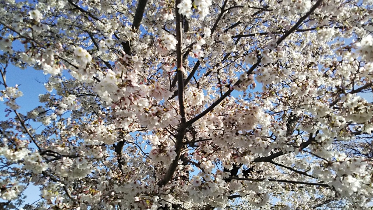 2021年3月29日　富士森公園の桜です