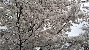 2021年3月30日　富士森公園の桜です