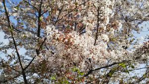 2021年4月3日　富士森公園の桜です