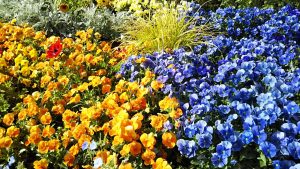 2021年5月8日　朝の富士森公園の花壇です