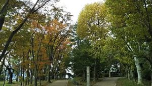 2021年10月31日朝の富士森公園の遊歩道です