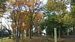 2021年11月1日朝の富士森公園の遊歩道です