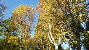 2021年11月12日朝の富士森公園の遊歩道です