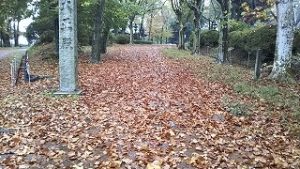 富士森公園の遊歩道の落ち葉の絨毯