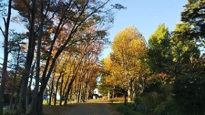 2021年11月13日朝の富士森公園の遊歩道です