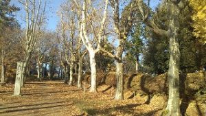 2021年12月4日朝の富士森公園遊歩道です