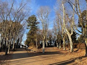 2022年1月15日朝の富士森公園の遊歩道です