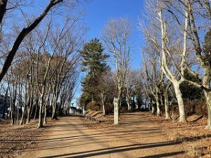2022年1月16日朝の富士森公園の遊歩道です