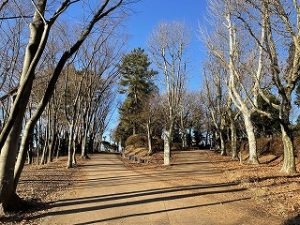 2022年1月21日朝の富士森公園の遊歩道です